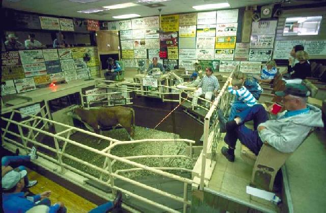 livestock market