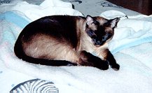 peachy5.jpg (9670 bytes)