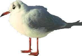 Bird saved as a .jpg image