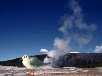 Bird shown with a Background