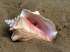 A Sea-Shell