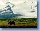 Grizzly Bear in an alpine meadow