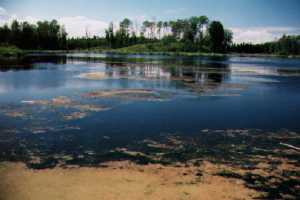 A lake in Elk Island National Park