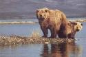 Two grizzly bears