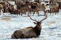 A Buck elk and a herd of elk