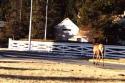 Elk walking down a Jasper street